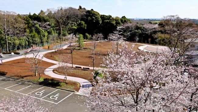 飯山白山森林公園の桜の広場の写真