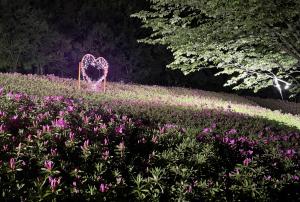 ライトアップの様子