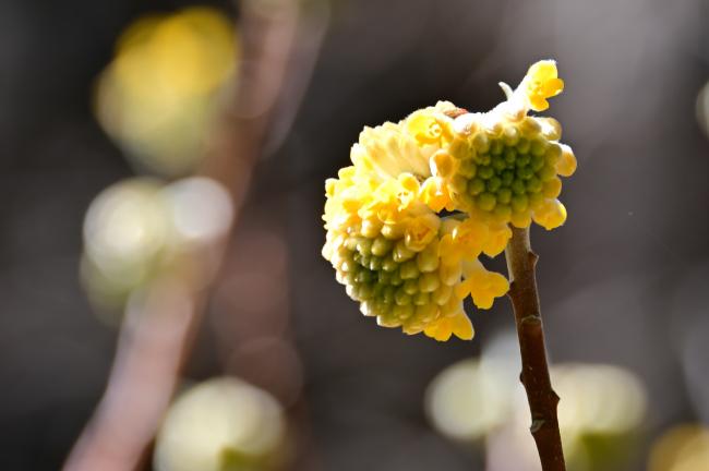 ミツマタの写真