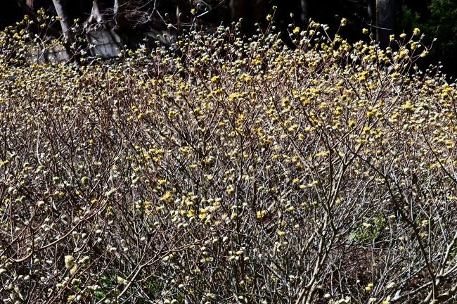 ミツマタの写真