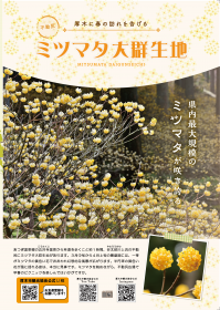 ミツマタパンフレット
