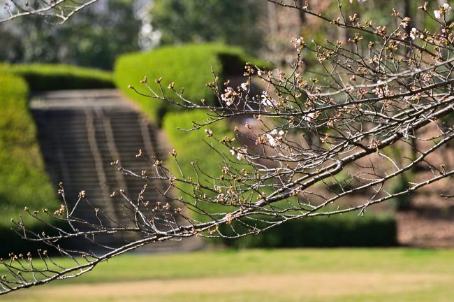 あつぎつつじの丘公園のサクラの写真