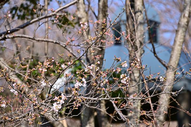 あつぎつつじの丘公園のサクラの写真