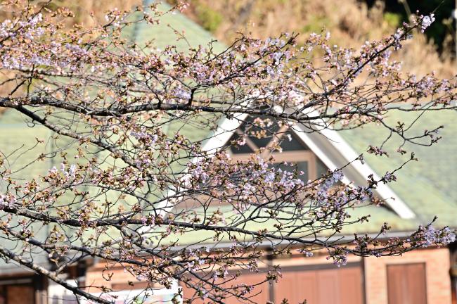 県立七沢森林公園さくらの園のサクラの写真