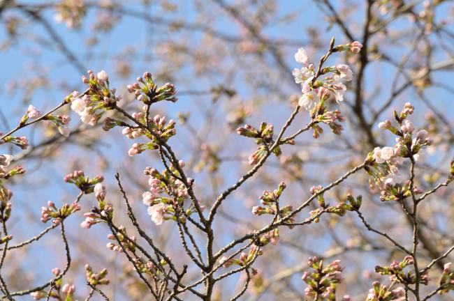県立七沢森林公園さくらの園のサクラの写真