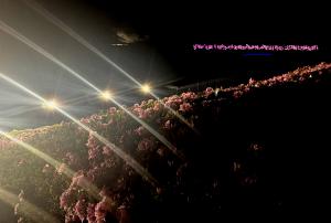 ライトアップの様子