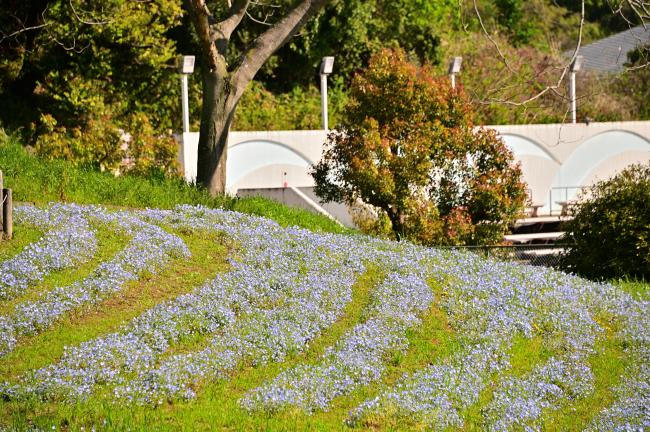 荻野運動公園のネモフィラの写真