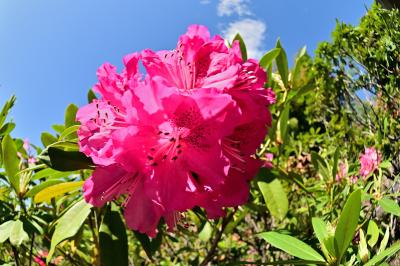 県立七沢森林公園のシャクナゲの写真