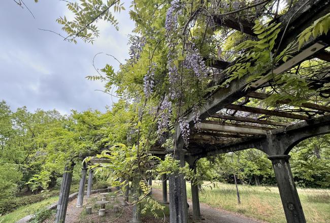 ふじだな公園のシダレフジの写真