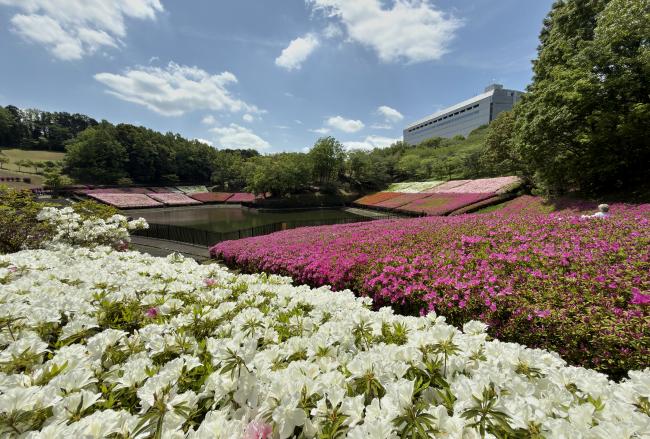 あつぎつつじの丘公園のツツジの写真