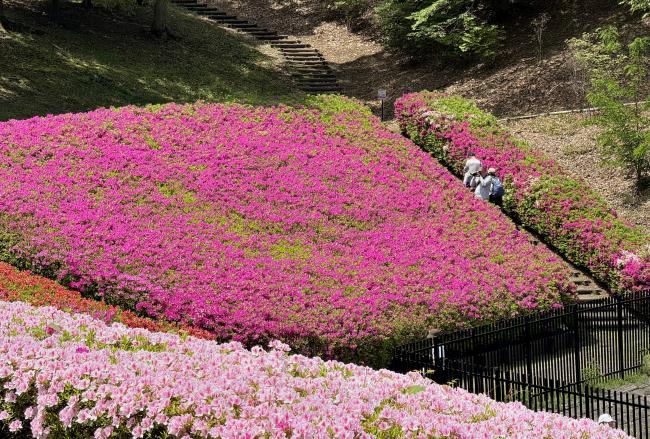 あつぎつつじの丘公園のツツジの写真