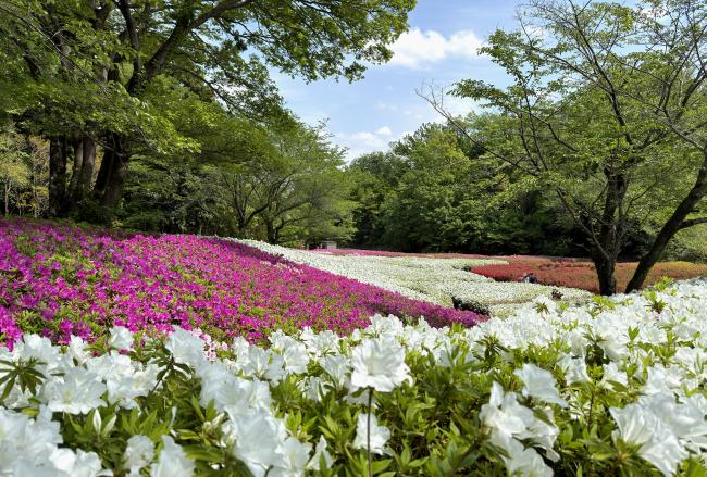 あつぎつつじの丘公園のツツジの写真