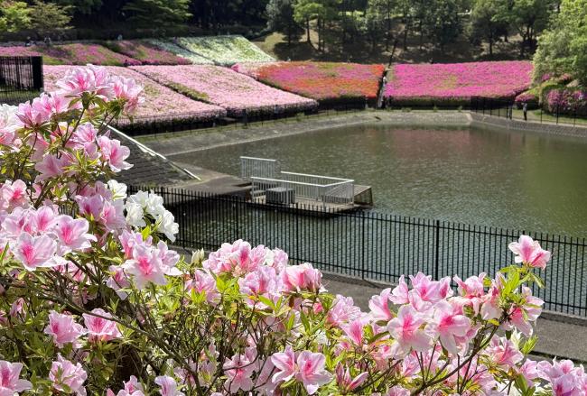 あつぎつつじの丘公園のツツジの写真