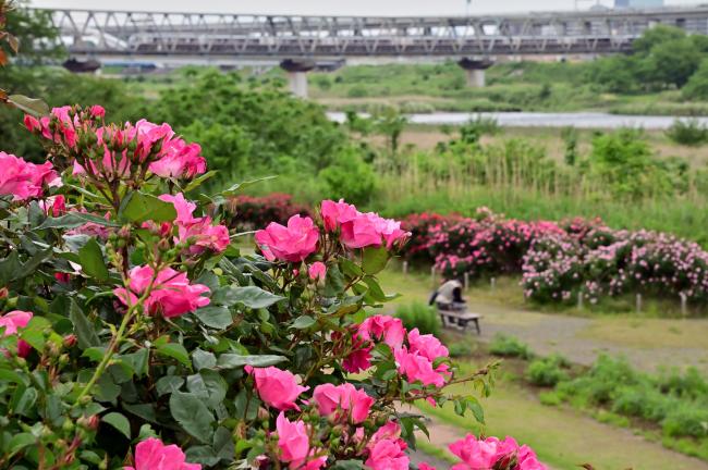 相模川ローズガーデンのバラの写真