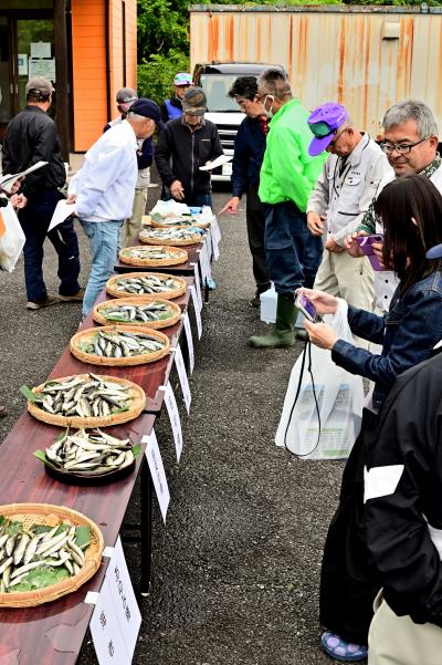 アユの試し釣りの写真