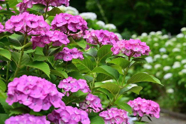 飯山観音長谷寺のアジサイの写真