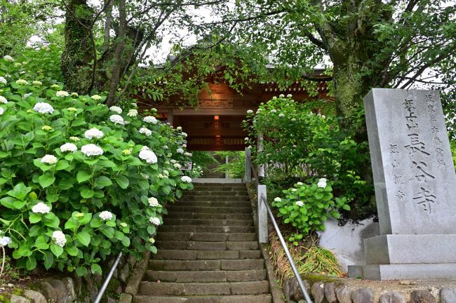 飯山観音長谷寺のアジサイの写真