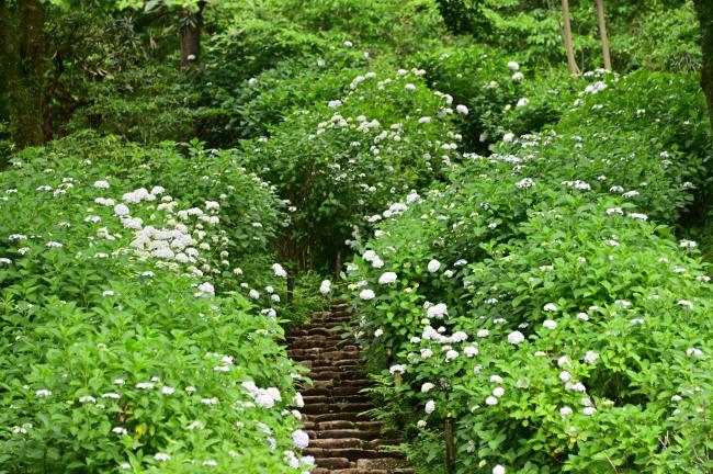 県立七沢森林公園さくらの園のアジサイの写真