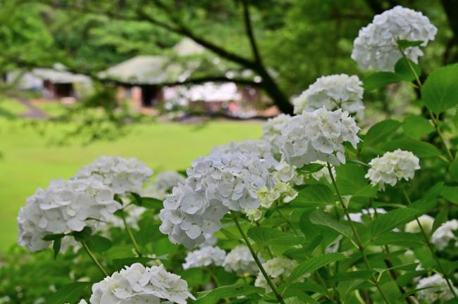 県立七沢森林公園さくらの園のアジサイの写真