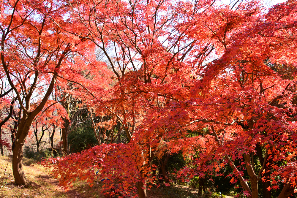 飯山白山森林公園の紅葉の写真