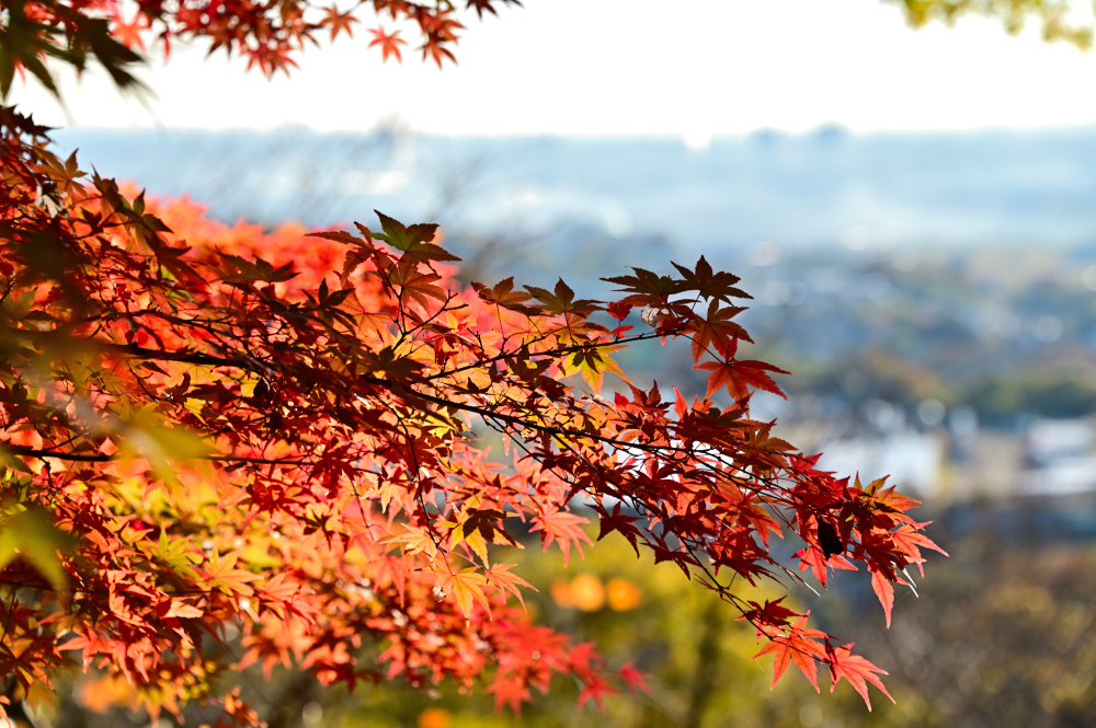 飯山白山森林公園の紅葉の写真