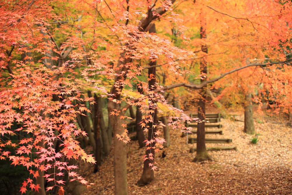 飯山白山森林公園の紅葉の写真