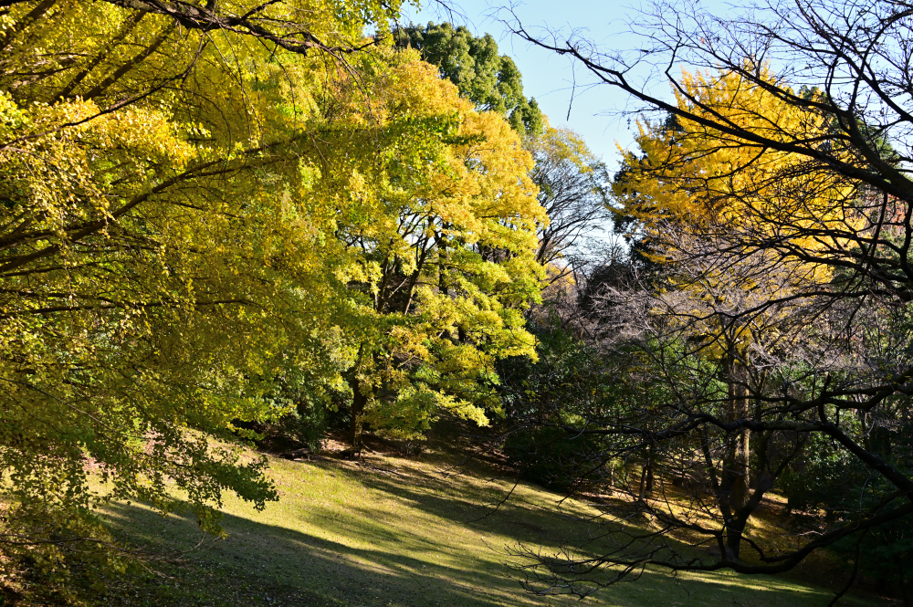 飯山白山森林公園の紅葉の写真
