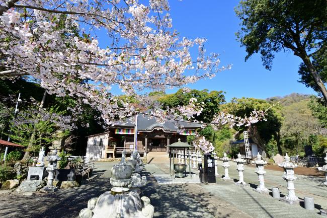 飯山観音長谷寺の桜の写真