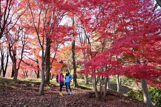 飯山白山森林公園の紅葉の写真