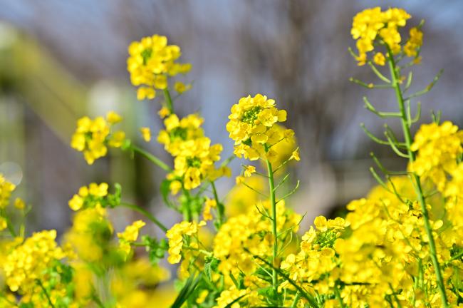 荻野運動公園の菜の花の写真