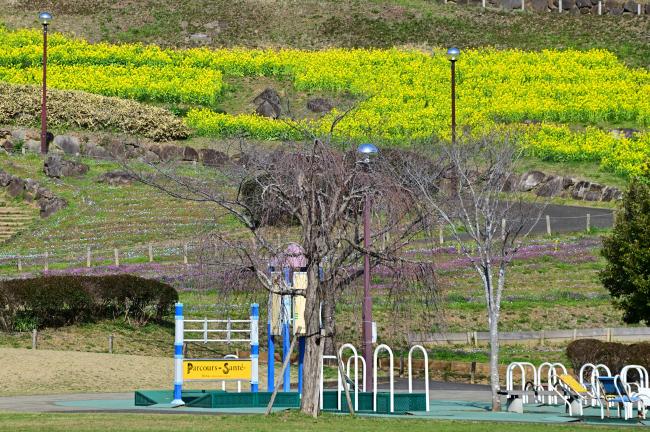 荻野運動公園の菜の花の写真