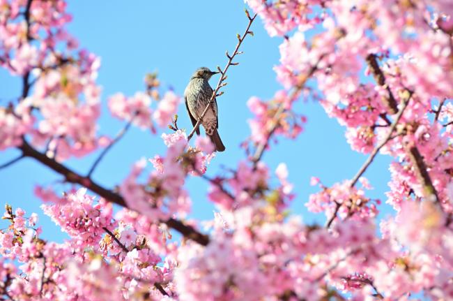 小鮎川土手(妻田南)のカワヅザクラの写真