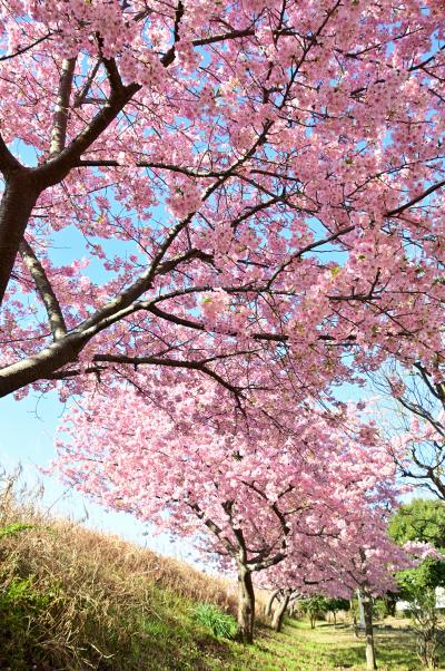 小鮎川土手（妻田南）のカワヅザクラの写真