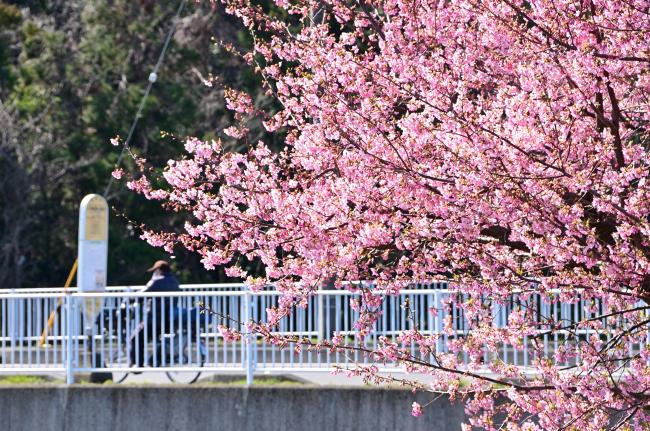 山中陣屋跡史跡公園のカワヅザクラの写真