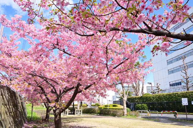 ふじみ公園のカワヅザクラの写真