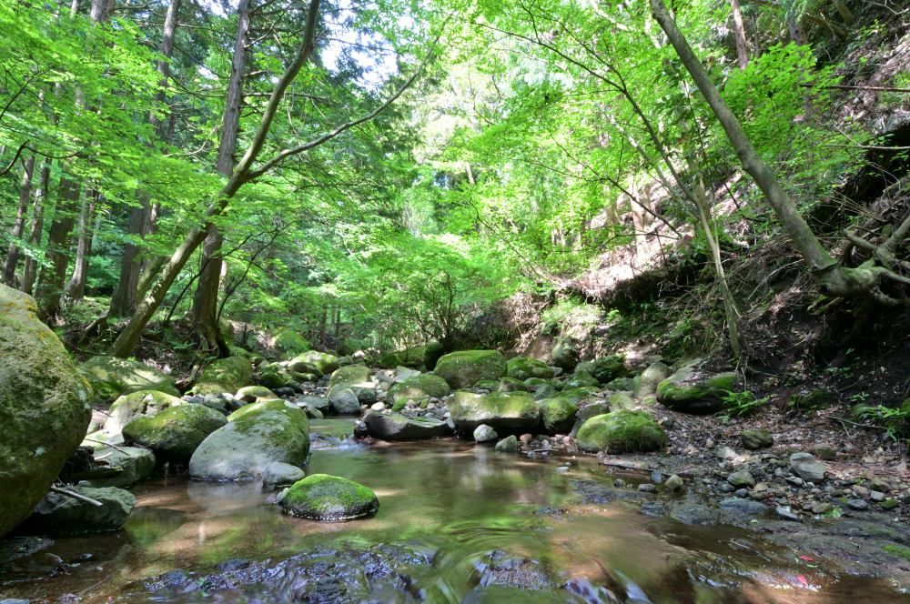 大沢川の写真