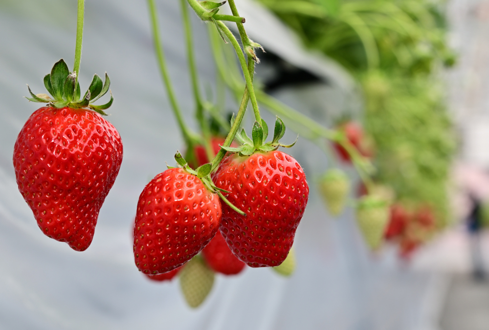 イチゴ狩りの写真