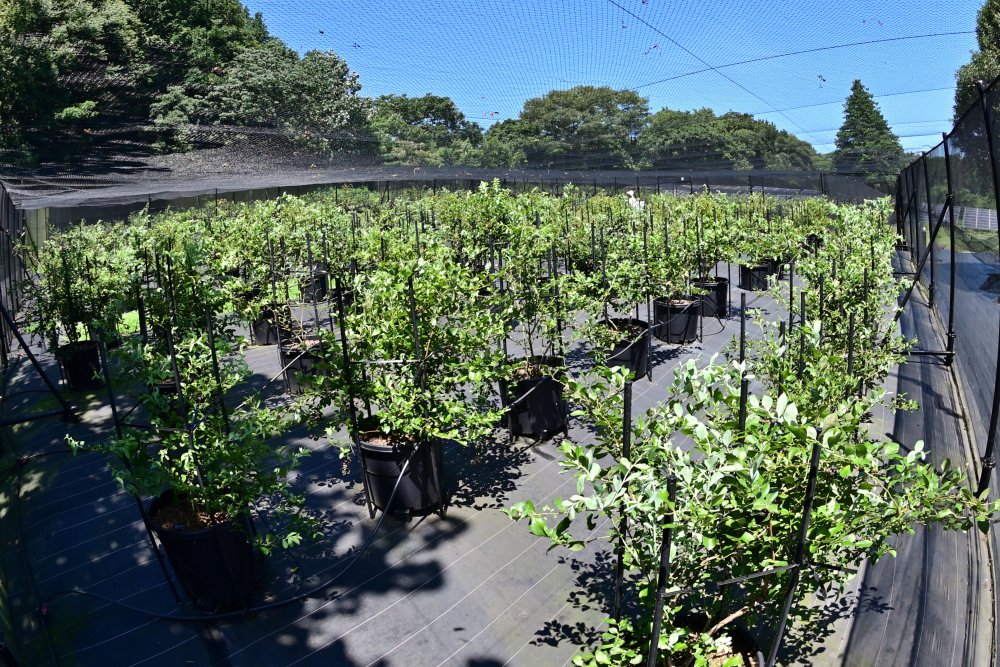 Blueberry HILLS あつぎの写真