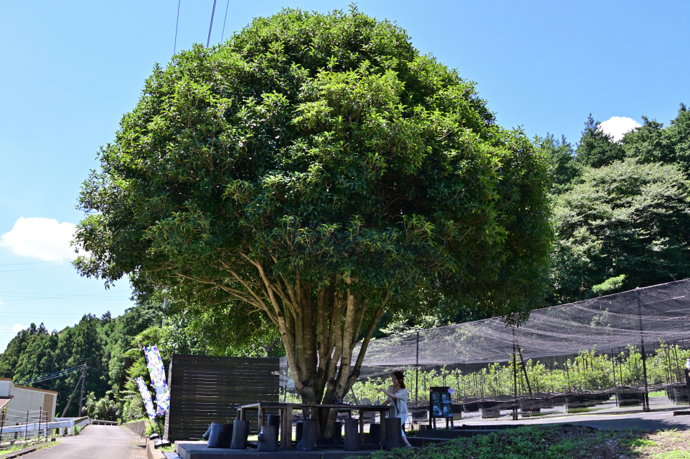 Blueberry HILLS あつぎの写真