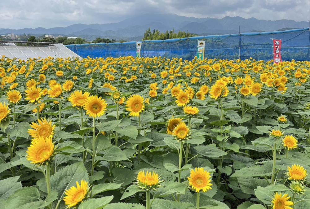 飯山（霜島農園）のヒマワリの写真