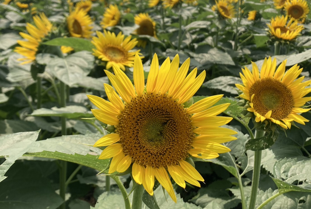 飯山（霜島農園）のヒマワリの写真