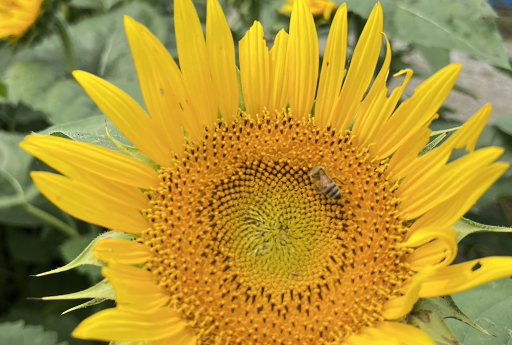 飯山（霜島農園）のヒマワリの写真