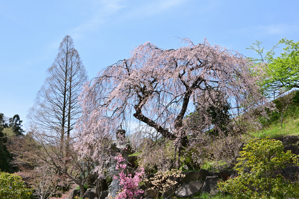 雲渓山常昌院のサクラの写真