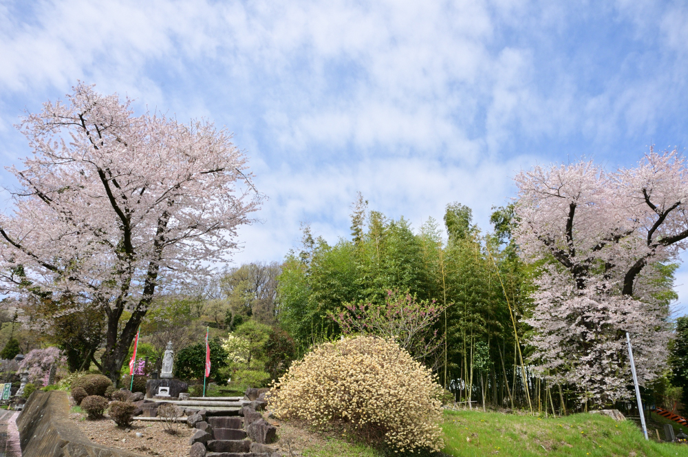雲渓山常昌院のサクラの写真