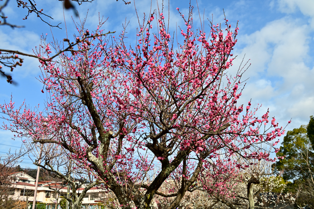若宮公園のウメの写真