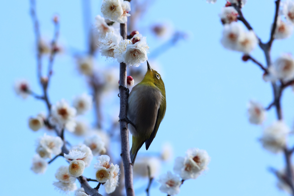 若宮公園のウメの写真
