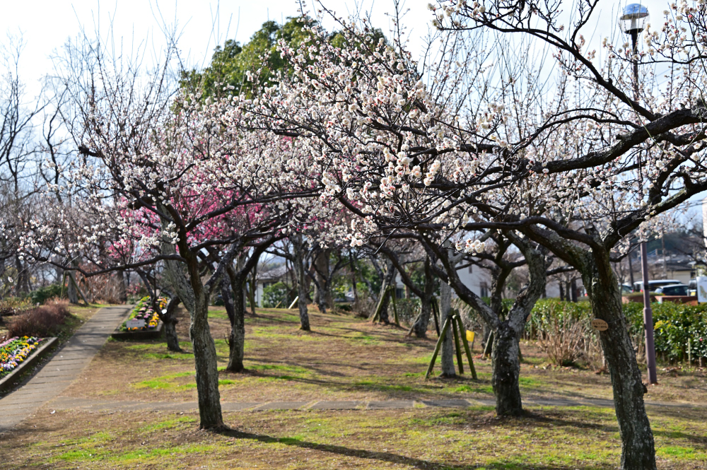 若宮公園のウメの写真