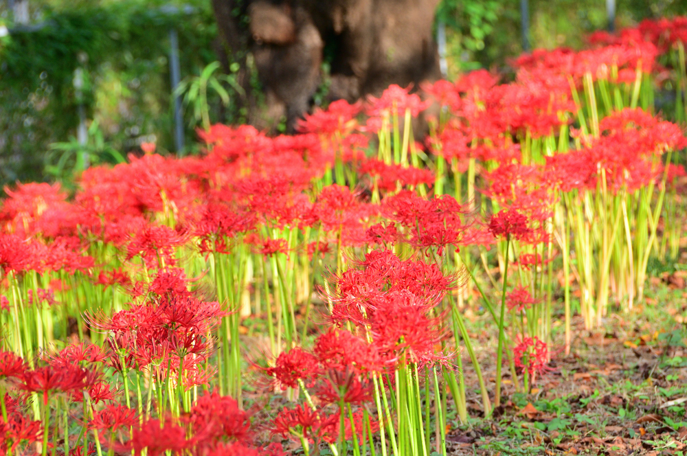 吾妻町青少年広場周辺(小鮎川沿い)のヒガンバナの写真