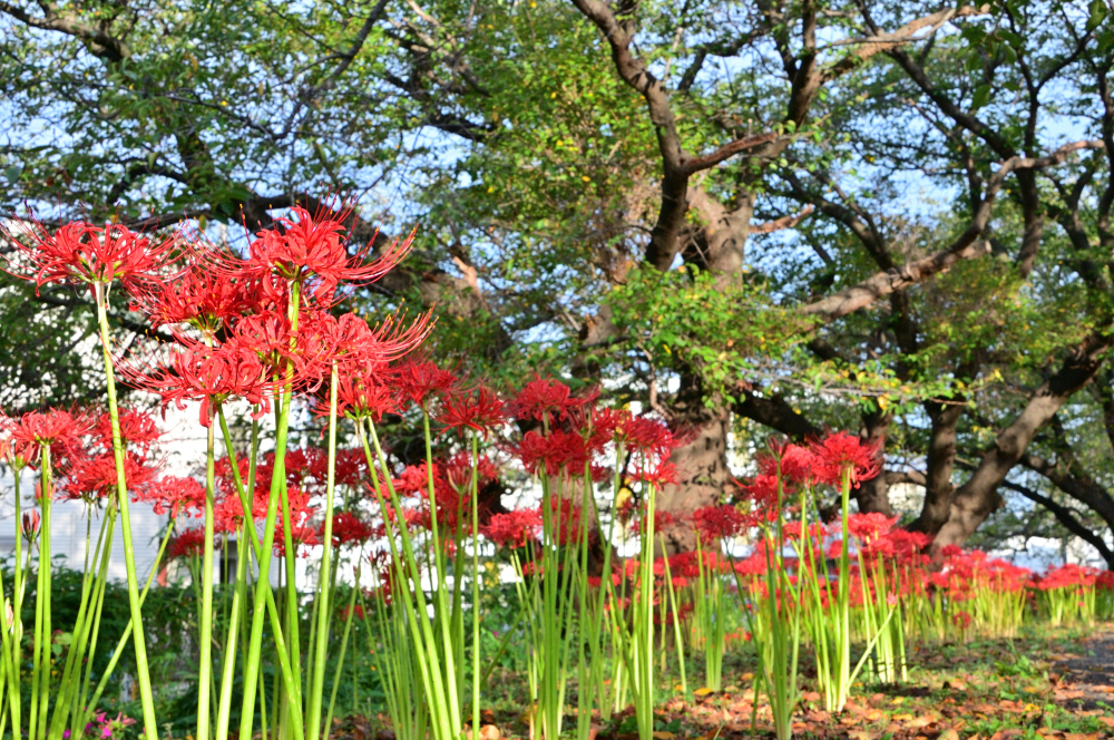 吾妻町青少年広場周辺(小鮎川沿い)のヒガンバナの写真