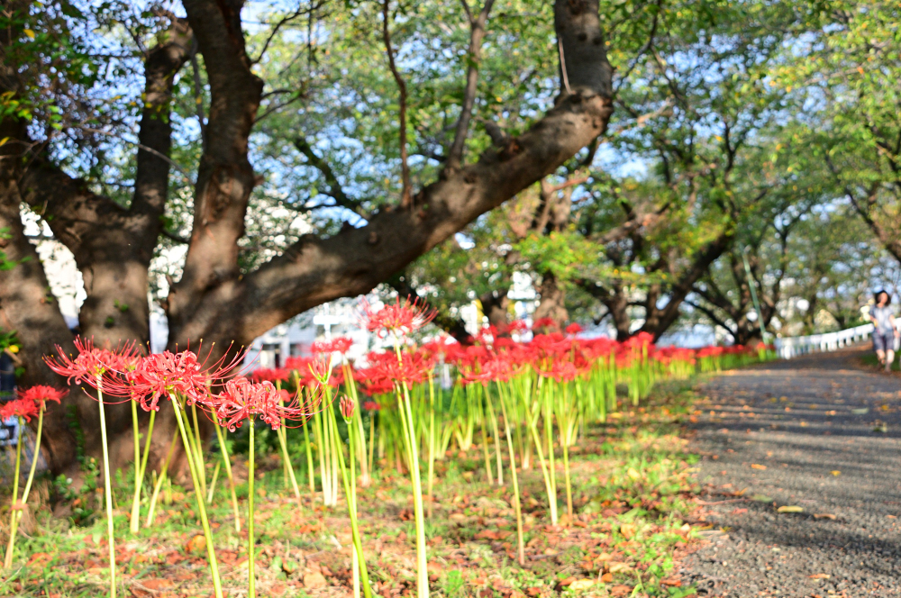 吾妻町青少年広場周辺(小鮎川沿い)のヒガンバナの写真